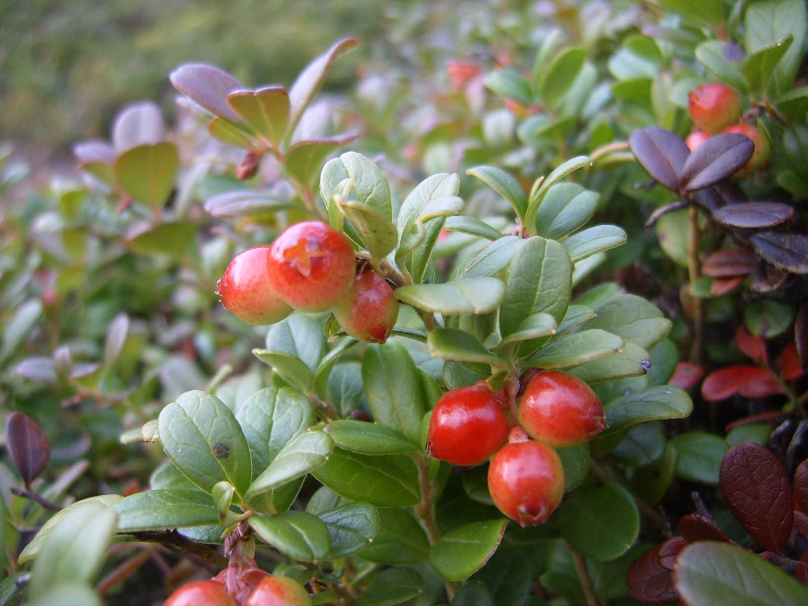 bacche rosse norvegesi